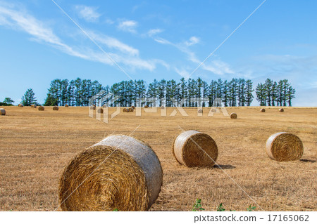 Hill of Hokkaido Mild Seven and hay roll Hill of Hokkaido Mild Seven and hay roll 17165062