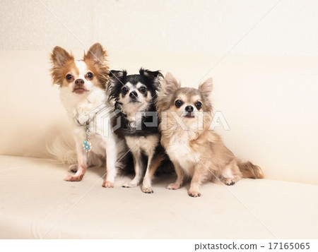 三隻吉娃娃 三隻吉娃娃 17165065