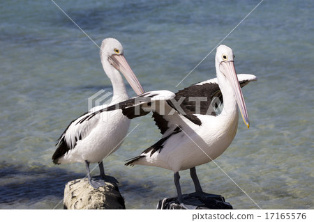 Pelicans 17165576
