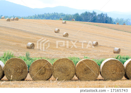 Wheat field and hay roll Hill of Biei 17165743