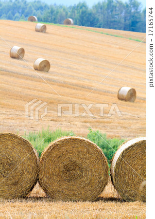 Wheat field and hay roll Hill of Biei Wheat field and hay roll Hill of Biei 17165744