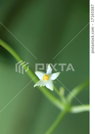 天然植物麻雀，雄花和雌花似乎在同一株上開花。這是一個男性 17165887