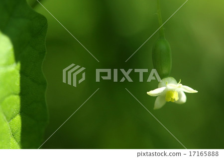It seems to be common in wet plains such as natural plants sparrows and forests 17165888