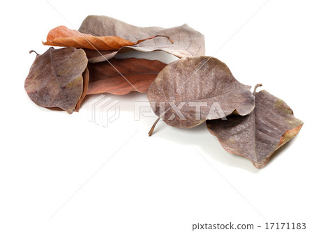 Dry autumn magnolia leaves Dry autumn magnolia leaves 17171183