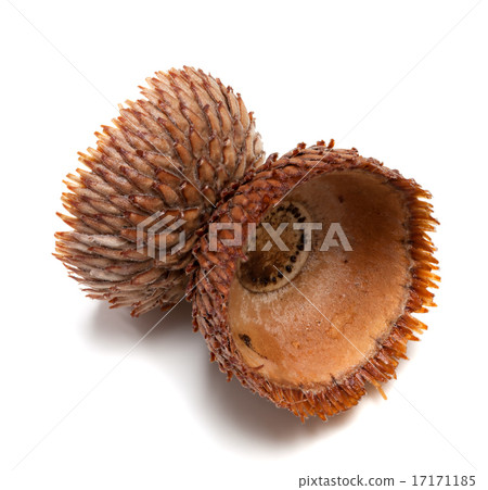 Empty autumn acorn hat on white background Empty autumn acorn hat on white background 17171185