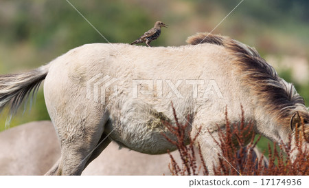 Bird sitting on Konik horse 17174936