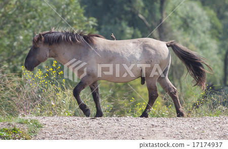 Bird sitting on Konik horse 17174937