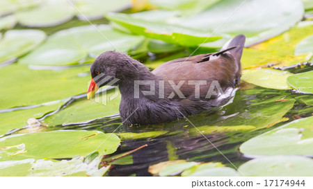 Common Moorhen, Gallinula chloropus 17174944
