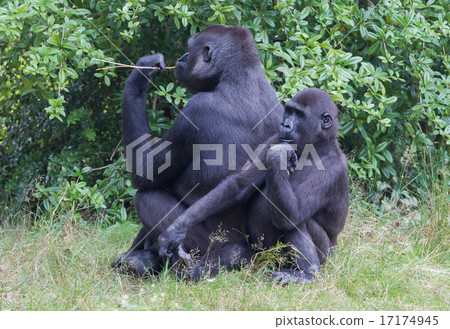 Adult gorilla resting Adult gorilla resting 17174945