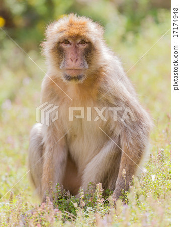 Barbary Macaque (Macaca sylvanus) 17174948