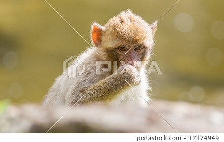 Barbary Macaque (Macaca sylvanus) 17174949
