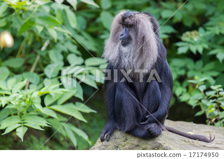 Lion-tailed Macaque (Macaca silenus) 17174950