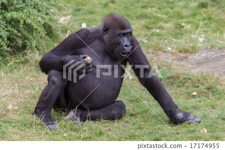 Adult gorilla eating 17174955