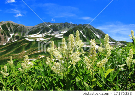 Tateyama Commonwealth和Coviver 17175328