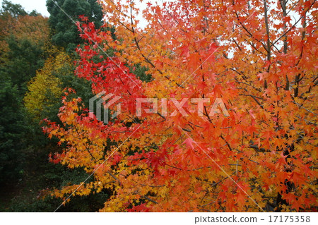 秋天的樹葉 17175358