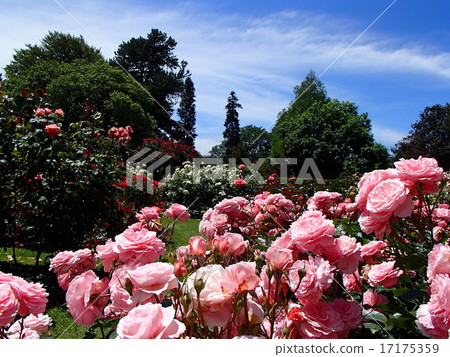 哈格利公園 17175359