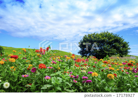 Zinnia Flower 17178927