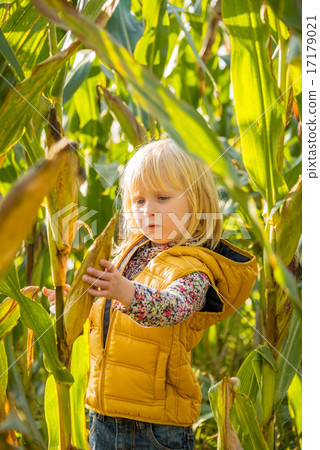 Portrait of curious child find corn in cornfield Portrait of curious child find corn in cornfield 17179021
