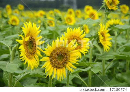 Sunflower field Sunflower field 17180774