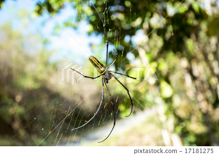 Nephila pilipes, big spider, Bali, Indonesia Nephila pilipes, big spider, Bali, Indonesia 17181275