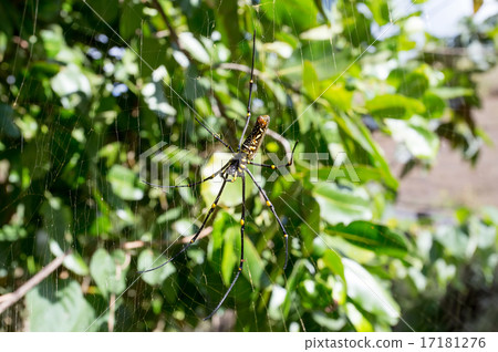 Nephila pilipes, big spider, Bali, Indonesia Nephila pilipes, big spider, Bali, Indonesia 17181276