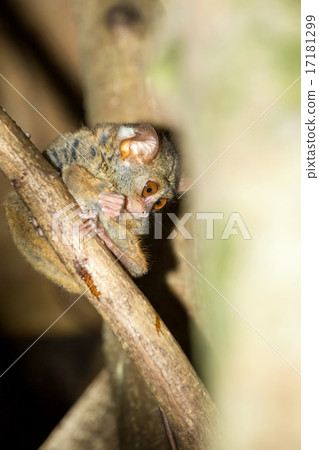 Tarsius spectrum,Tangkoko National Park, Sulawesi 17181299