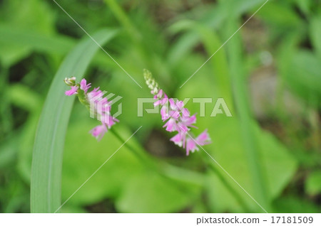 螺絲香蕉 螺絲香蕉 17181509