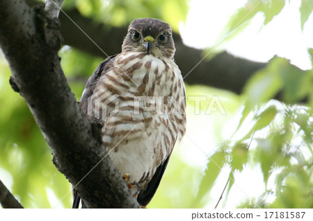 Tsumi's chick 17181587