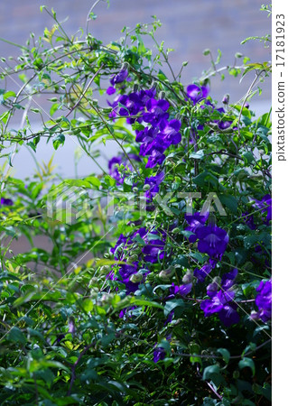 它被稱為Udagiri Kuzu Tsubaki Kirikazura Asarina。 17181923