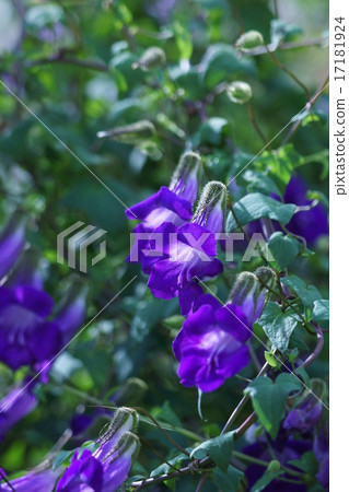 它被稱為Udagiri Kuzu Tsubaki Kirikazura Asarina。 17181924