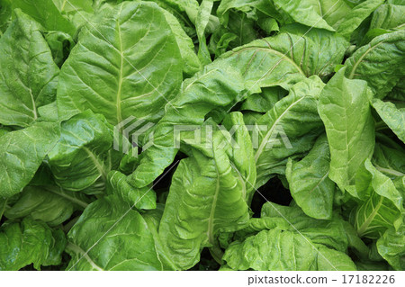 sliverbeet grow in vegetable garden 17182226