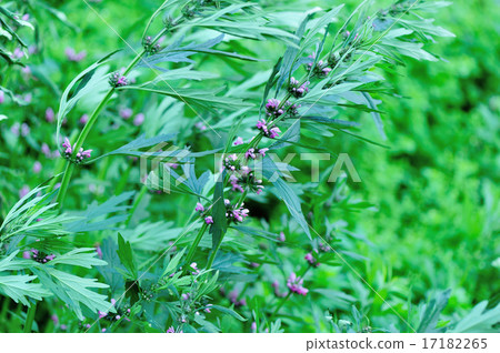 motherwort plants 17182265