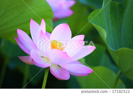 Lotus flower  17182522
