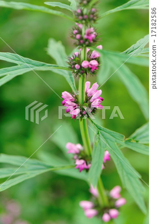 motherwort plants 17182586