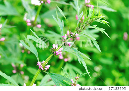 motherwort plants 17182595