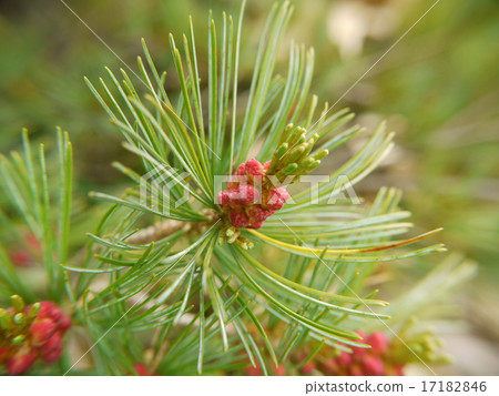 Pine wood 17182846