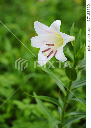 Shirayuri 17183260