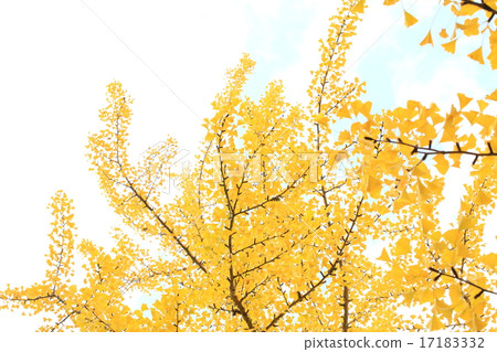 Yellow leaves Yellow leaves 17183332