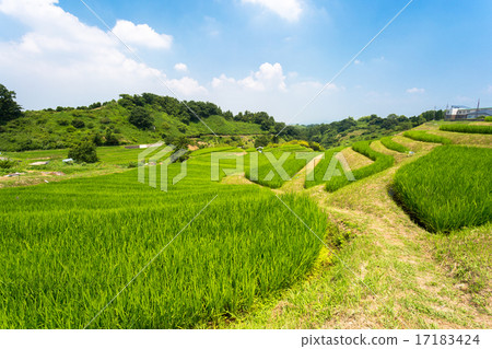 Rice terrace in Chihaya-okasaki village 17183424