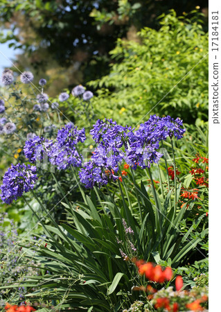 Agapanthus Agapanthus 17184181
