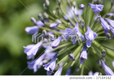 Agapanthus Agapanthus 17184182