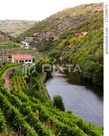 river Douro valley, Portugal 17184671