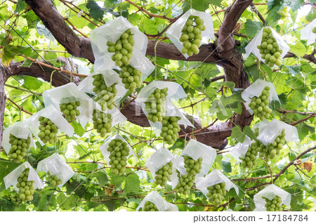 Grape 17184784