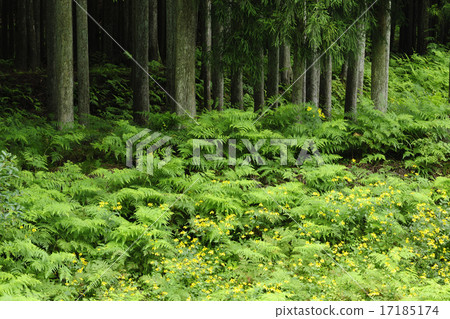 Summer Cedar Forest / Kyoto City, Kyoto Prefecture 17185174