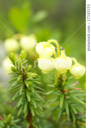 Alpine plant Alpine plant 17185553