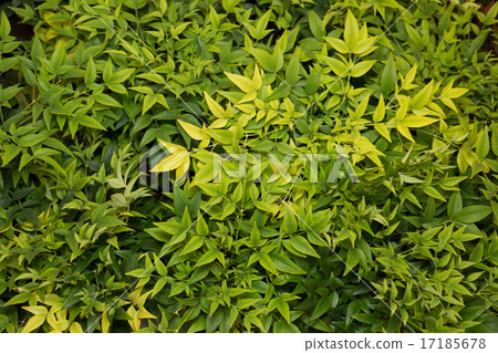 Nanten's leaves Nanten's leaves 17185678