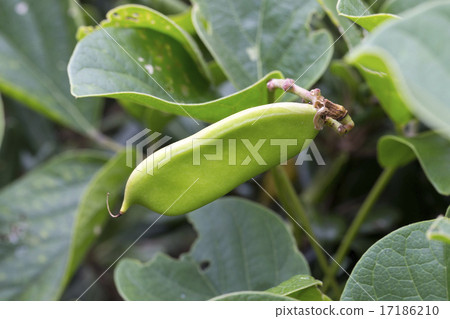 Homana豆 Homana豆 17186210