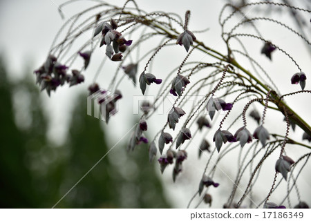 Mizukan'na Mizukan'na 17186349