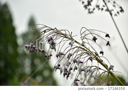 Mizukanna Mizukanna 17186350