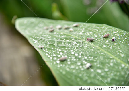 Mizukan'na Mizukan'na 17186351